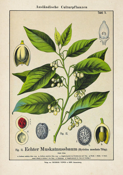 Nutmeg Plant Poster – Botanical Illustration | Fine Art Print | Vintage Style