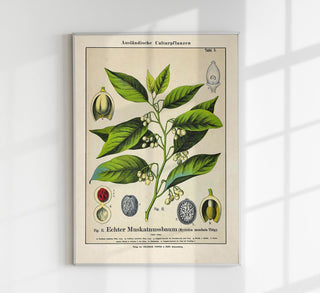 Nutmeg Plant Poster – Botanische Illustration | Detaillierte Pflanzendarstellung | Vintage Stil