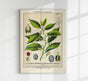 Nutmeg Plant Poster – Botanical Illustration | Fine Art Print | Vintage Style
