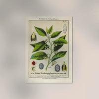 Nutmeg Plant Poster – Botanical Illustration | Fine Art Print | Vintage Style — Ansicht 2