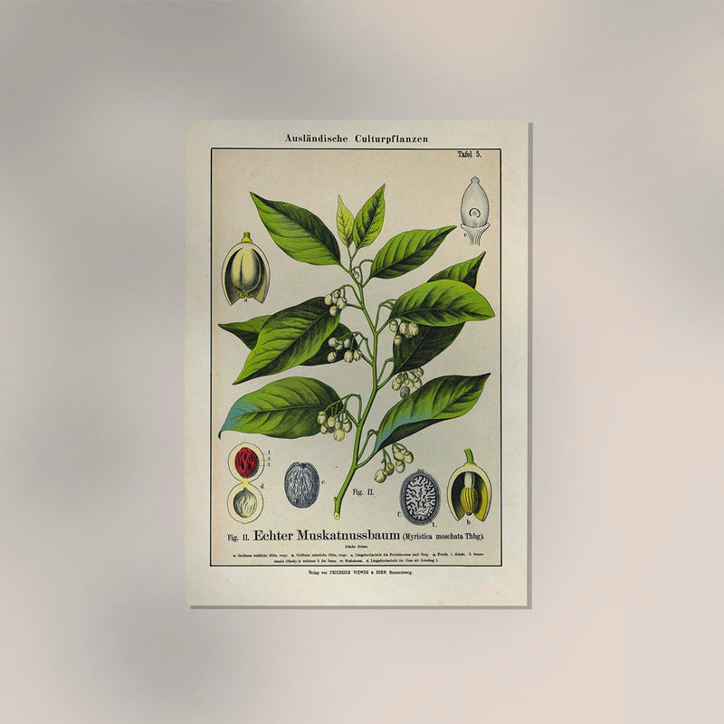Nutmeg Plant Poster – Botanical Illustration | Fine Art Print | Vintage Style — Ansicht 2
