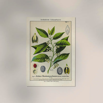 Nutmeg Plant Poster – Botanical Illustration | Fine Art Print | Vintage Style