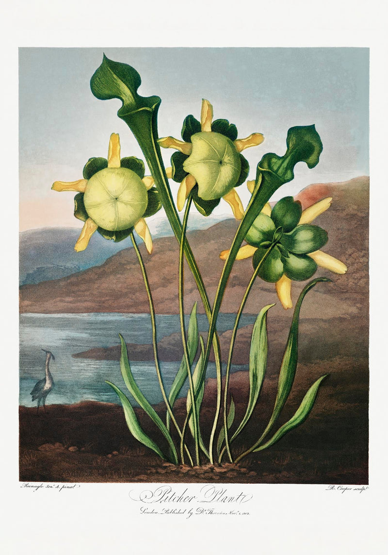 Pitcher Plant – The Temple of Flora | Kunstdruck | historische botanische Illustration — Ansicht 3