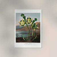 Pitcher Plant – The Temple of Flora | Kunstdruck | historische botanische Illustration — Ansicht 2