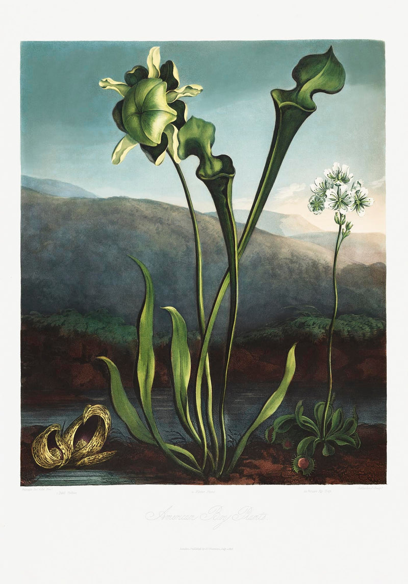 American Bog Plants – Temple of Flora | Botanical Poster | Historical Plant Art — Ansicht 3