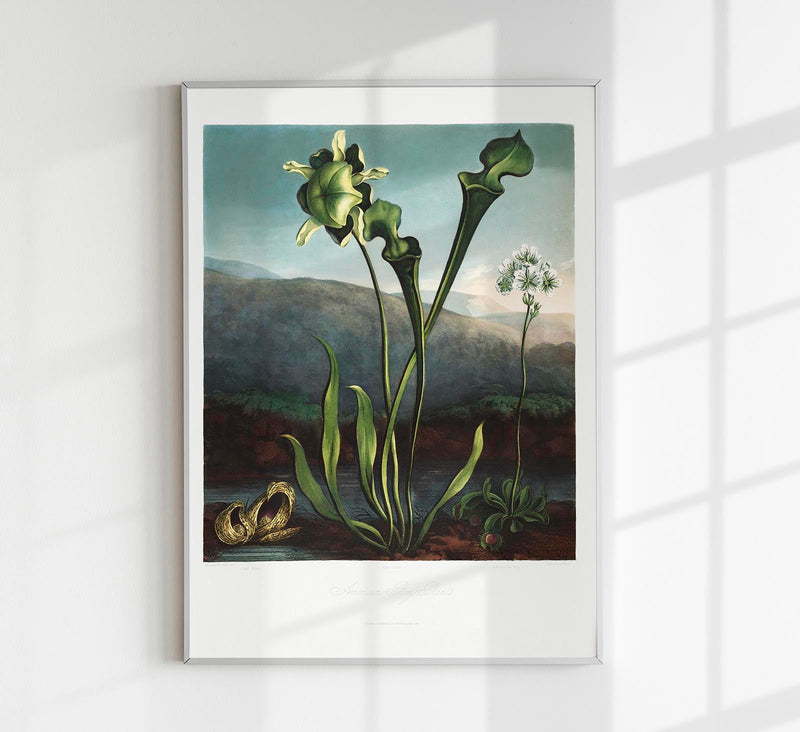 American Bog Plants – Temple of Flora | Botanical Poster | Historical Plant Art — Patroa Studio