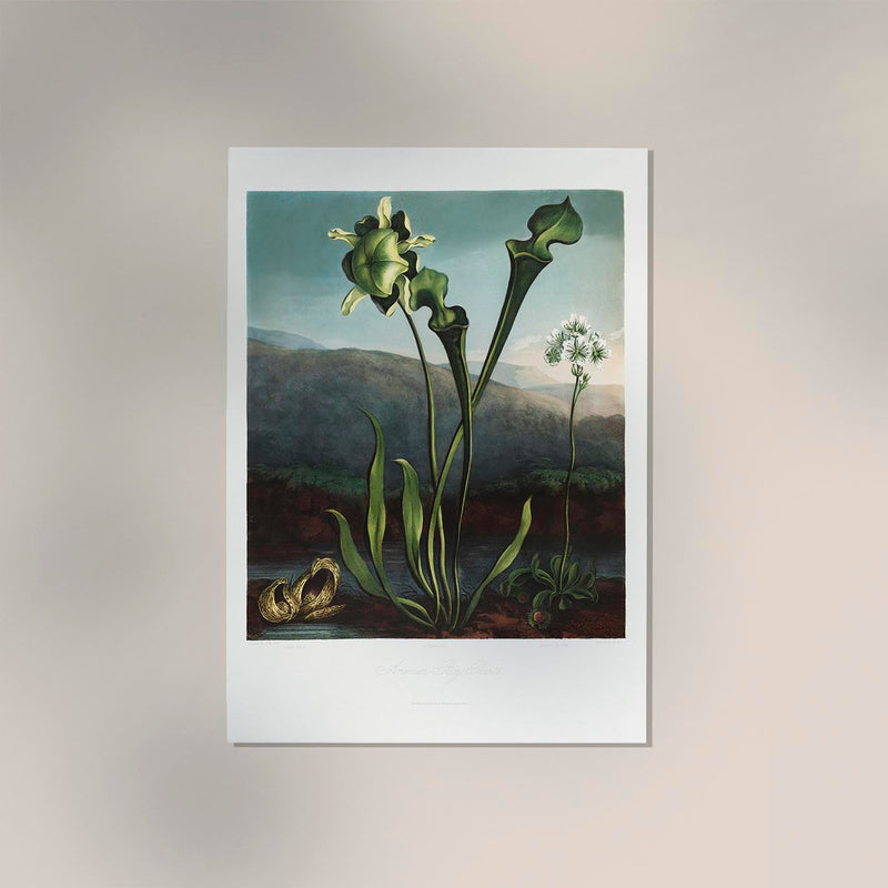 American Bog Plants – Temple of Flora | Botanical Poster | Historical Plant Art — Ansicht 2