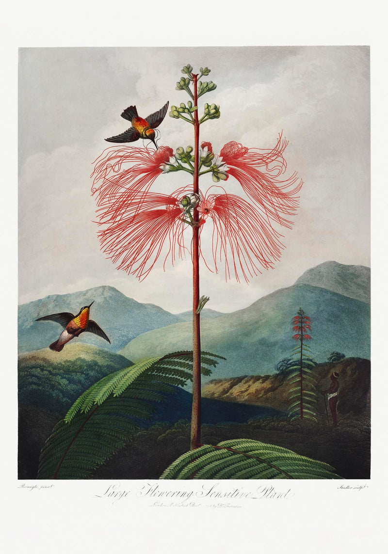 Flowering Sensitive Plant from Temple of Flora – Fine Art Print | Patroa Studio — Ansicht 3
