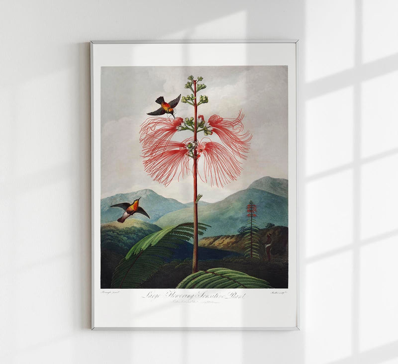 Flowering Sensitive Plant from Temple of Flora – Fine Art Print | Patroa Studio — Patroa Studio