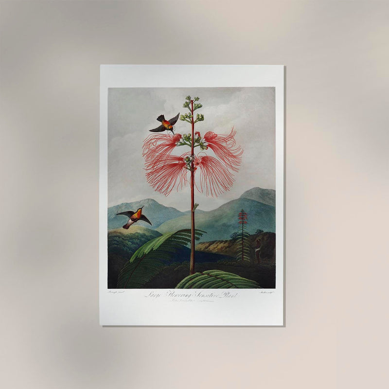 Flowering Sensitive Plant from Temple of Flora – Fine Art Print | Patroa Studio — Ansicht 2