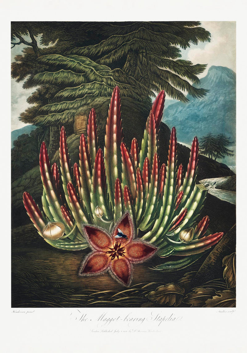 The Maggot – Bearing Stapelia Kunstdruck | Fine Art Paper oder Canvas | UV-archivfest — Ansicht 2