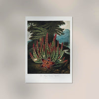 The Maggot – Bearing Stapelia Kunstdruck | Fine Art Paper oder Canvas | UV-archivfest — Ansicht 1