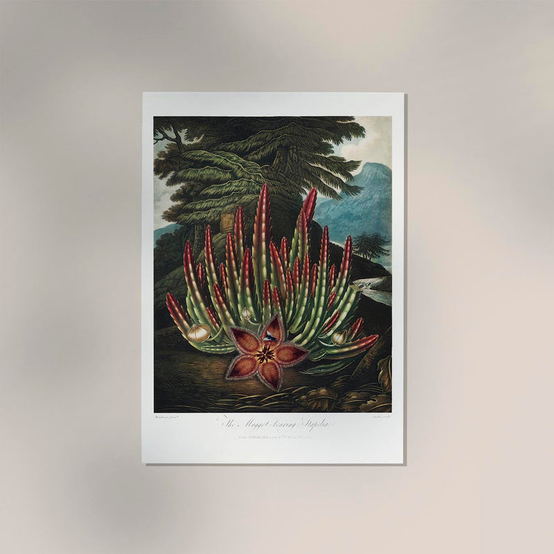 The Maggot – Bearing Stapelia Kunstdruck | Fine Art Paper oder Canvas | UV-archivfest — Patroa Studio