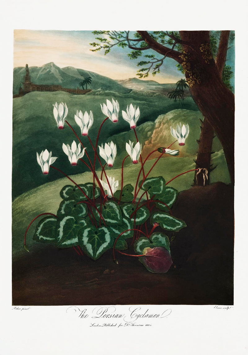 The Persian Cyclamen – Fine Art Poster | Botanische Illustration | UV-beständig — Ansicht 3