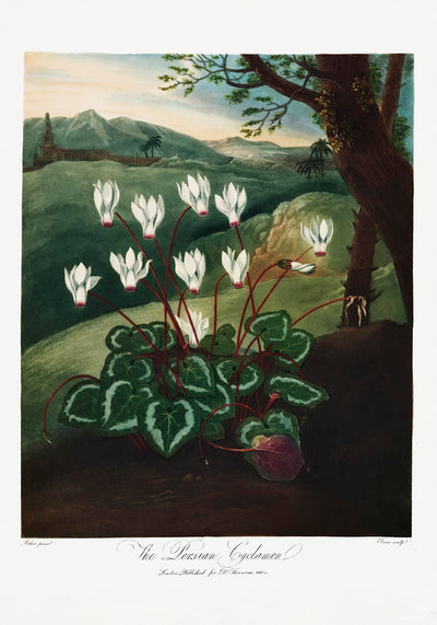 The Persian Cyclamen – Fine Art Poster | Botanical Illustration | UV Resistant