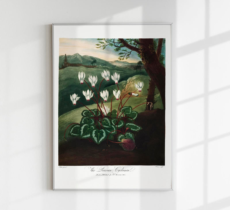 The Persian Cyclamen – Fine Art Poster | Botanische Illustration | UV-beständig — Patroa Studio