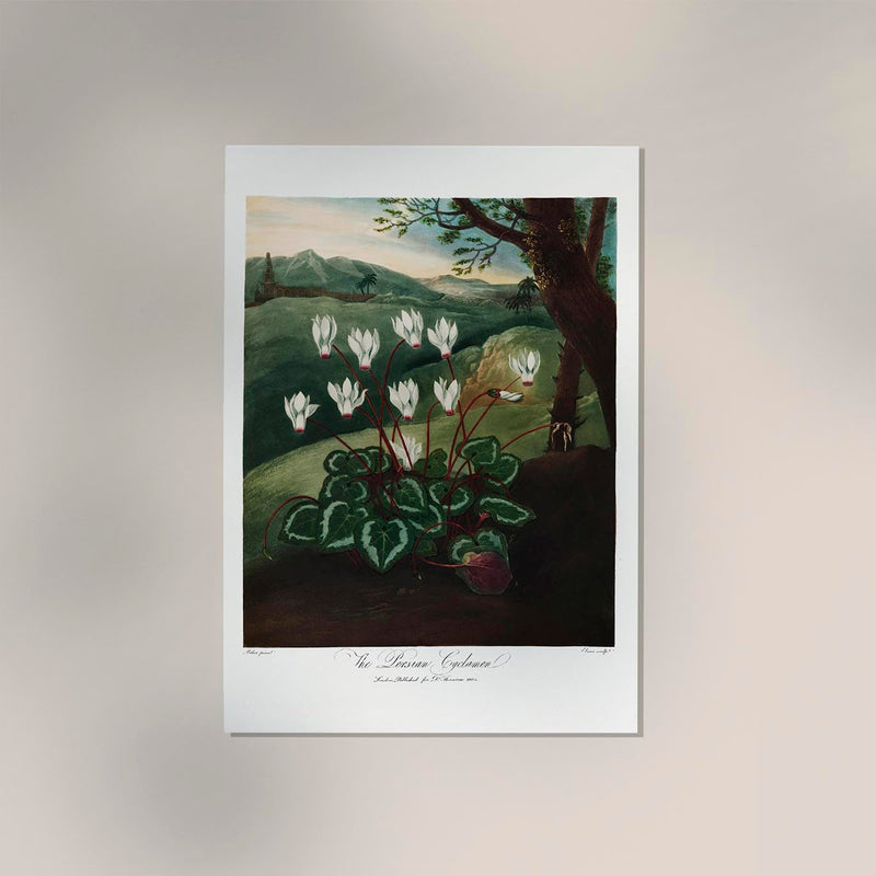 The Persian Cyclamen – Fine Art Poster | Botanische Illustration | UV-beständig — Ansicht 2
