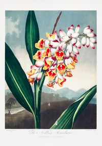 The Nodding Renealmia Fine Art Botanischer Druck – Japanische Archivtinten — Ansicht 3