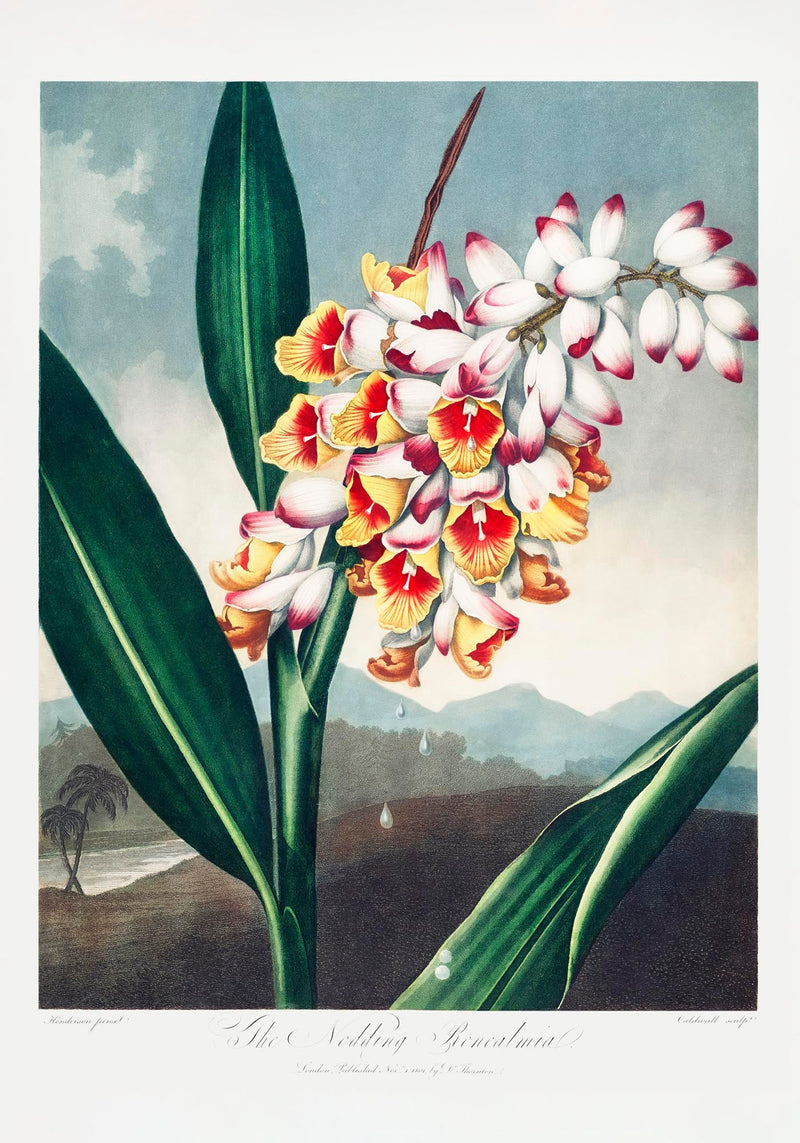 The Nodding Renealmia Fine Art Botanischer Druck – Japanische Archivtinten — Ansicht 3