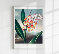 The Nodding Renealmia Fine Art Botanischer Druck – Japanische Archivtinten — Ansicht 1