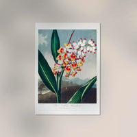 The Nodding Renealmia Fine Art Botanischer Druck – Japanische Archivtinten — Ansicht 2
