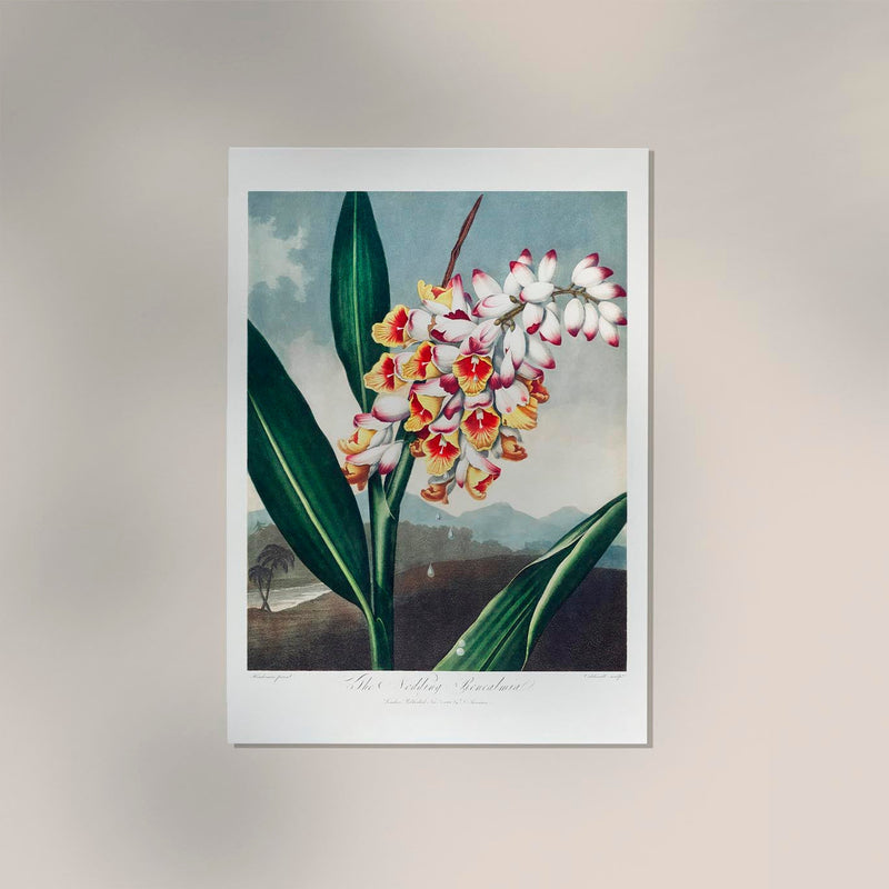 The Nodding Renealmia Fine Art Botanischer Druck – Japanische Archivtinten — Ansicht 2