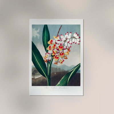 The Nodding Renealmia – From *The Temple of Flora* | Fine Art Botanical Print | Premium Quality