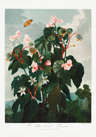Begonia Plant from The Temple of Flora – Fine Art Paper | Canvas | UV‑archivfest