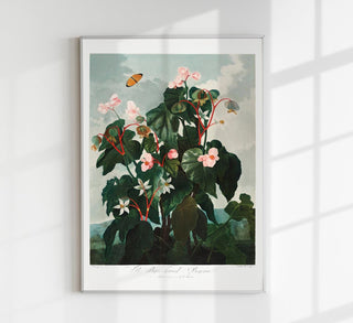 Begonia Plant from The Temple of Flora – Fine Art Paper | Canvas | UV‑archivfest