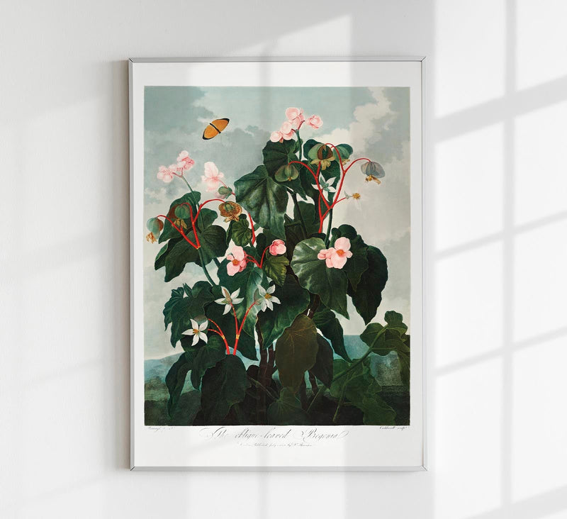 Begonia Plant Art Print – Fine Art Paper or Canvas, UV Archival — Patroa Studio
