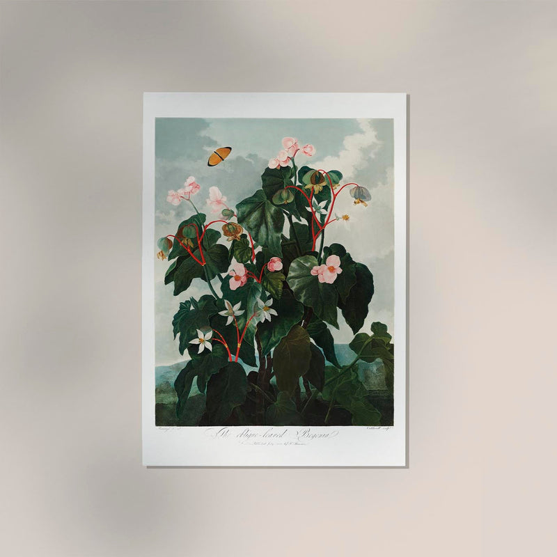 Begonia Plant Art Print – Fine Art Paper or Canvas, UV Archival — Ansicht 2