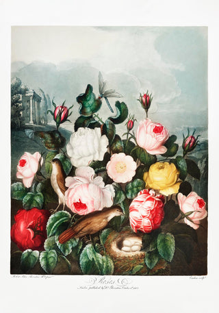 Roses from The Temple of Flora – Fine Art Paper | Canvas | UV‑archivfest