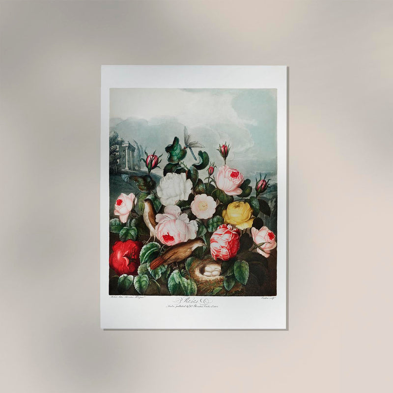 Roses from The Temple of Flora – Fine Art Paper & Canvas Kunstdruck — Ansicht 2