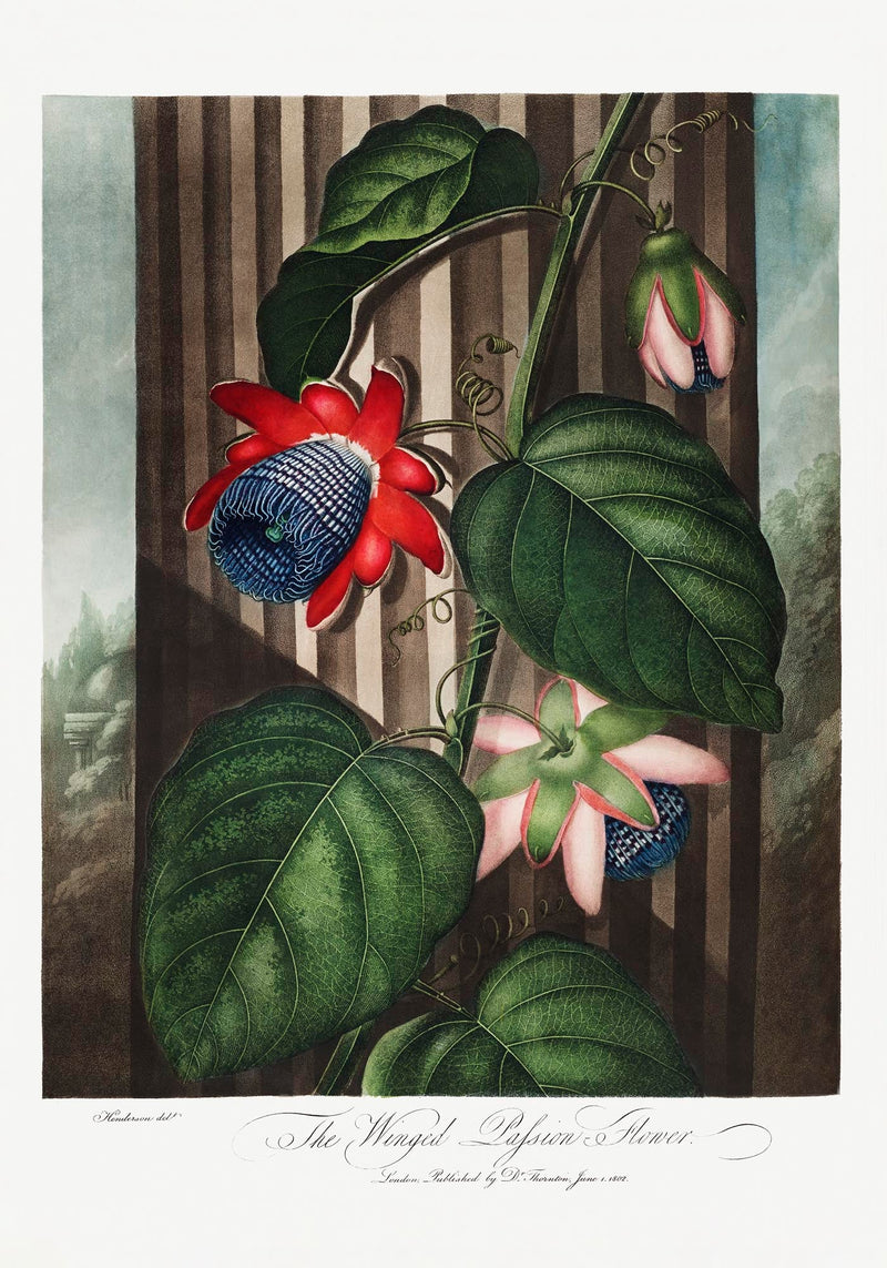 The Winged Passion Flower from The Temple of Flora – Fine Art Paper | Canvas | UV‑archivfest — Ansicht 3