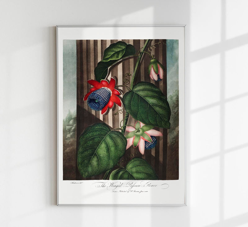 The Winged Passion Flower from The Temple of Flora – Fine Art Paper | Canvas | UV‑archivfest — Patroa Studio