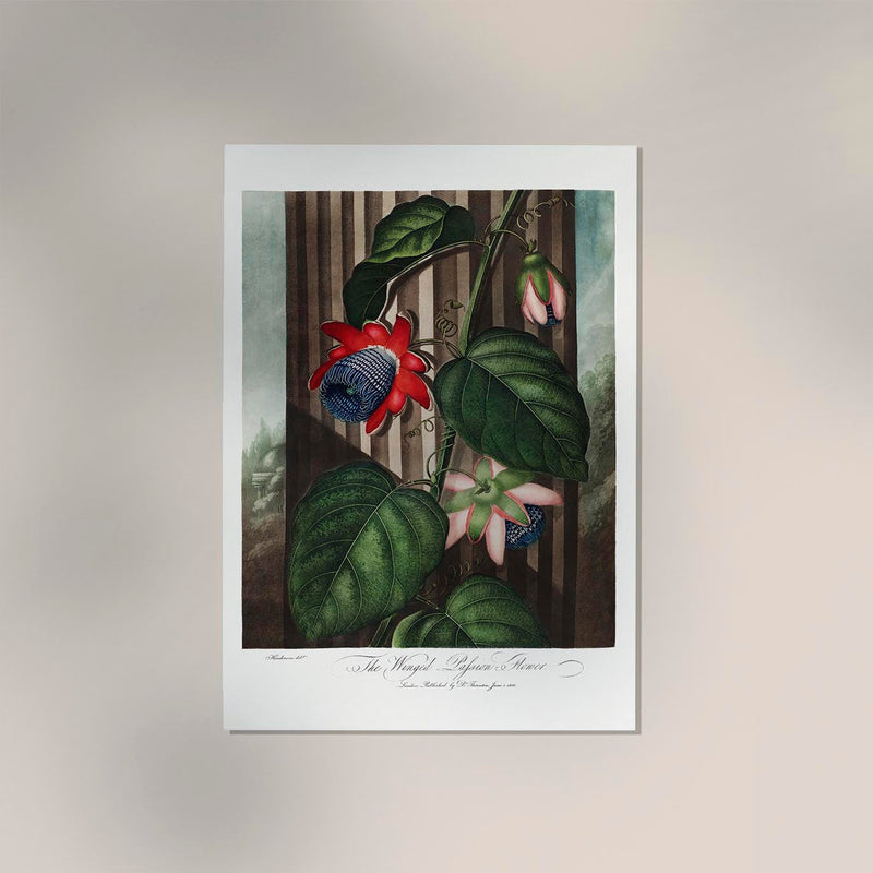The Winged Passion Flower from The Temple of Flora – Fine Art Paper | Canvas | UV‑archivfest — Ansicht 2