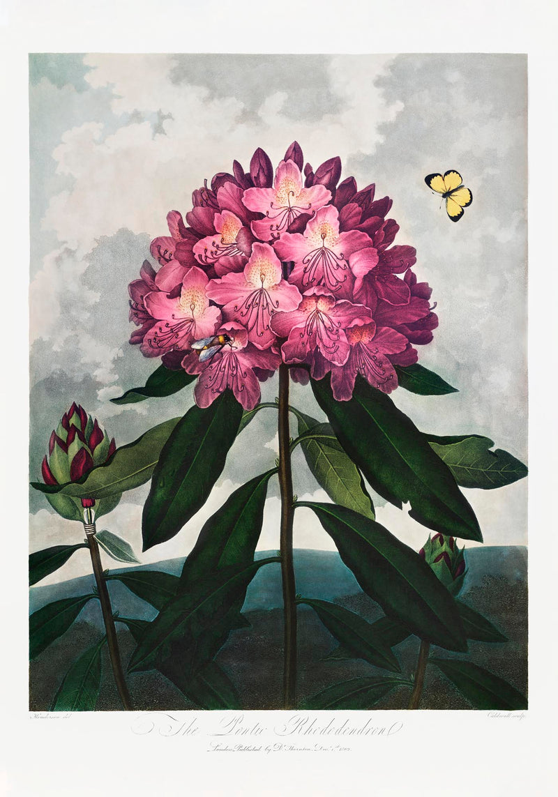 The Pontic Rhododendron from The Temple of Flora – Botanischer Kunstdruck — Ansicht 3