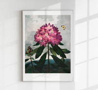 The Pontic Rhododendron from The Temple of Flora – Botanischer Kunstdruck — Ansicht 1