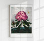 The Pontic Rhododendron from The Temple of Flora – Botanischer Kunstdruck
