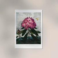 The Pontic Rhododendron from The Temple of Flora – Botanischer Kunstdruck — Ansicht 2