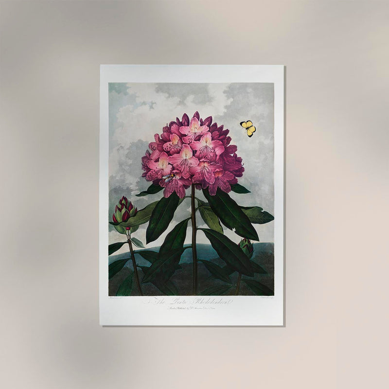 The Pontic Rhododendron from The Temple of Flora – Botanischer Kunstdruck — Ansicht 2