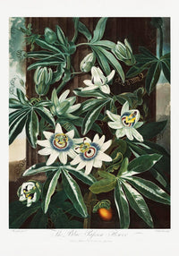 The Passiflora Cerulea Fine Art Print – Premium Botanical Art Print — Ansicht 3
