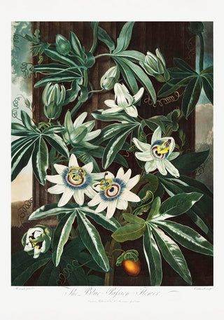 The Passiflora Cerulea – From *The Temple of Flora* | Fine Art Botanical Print | Premium Qualität