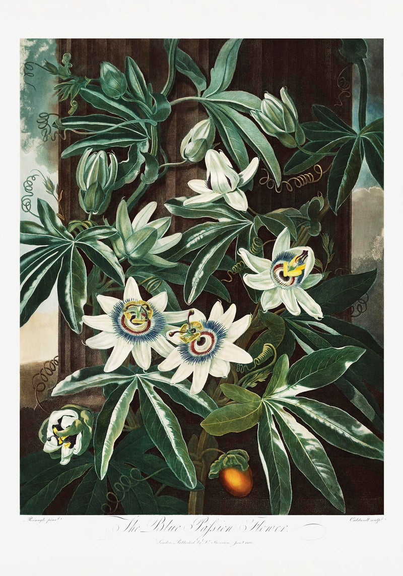 The Passiflora Cerulea Fine Art Print – Premium Botanical Art Print — Ansicht 3