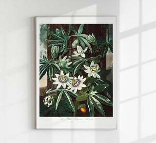 The Passiflora Cerulea – From *The Temple of Flora* | Fine Art Botanical Print | Premium Qualität