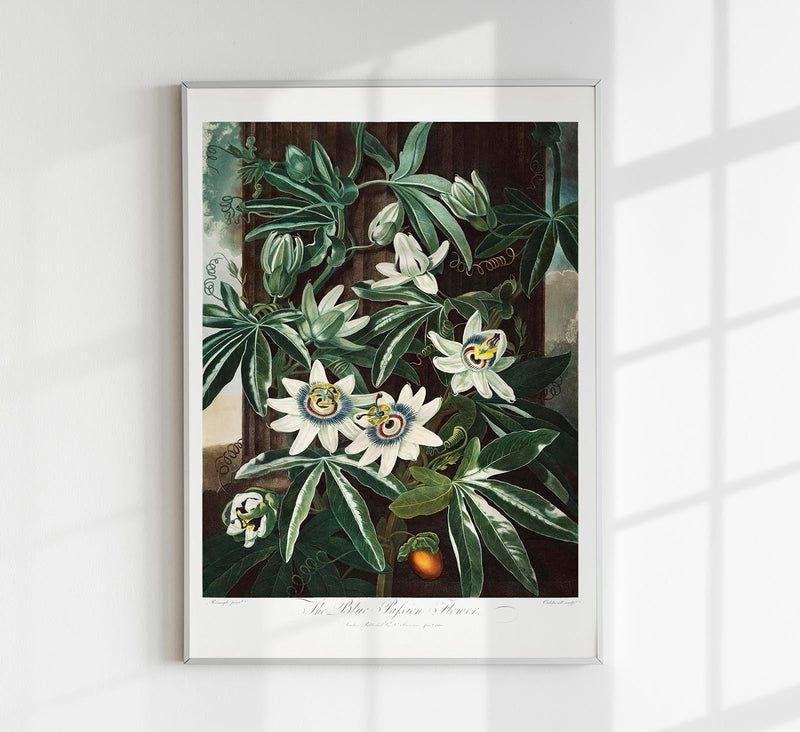 The Passiflora Cerulea Fine Art Print – Premium Botanical Art Print — Patroa Studio