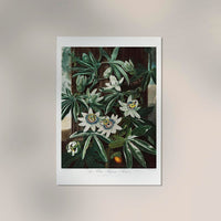 The Passiflora Cerulea Fine Art Print – Premium Botanical Art Print — Ansicht 2