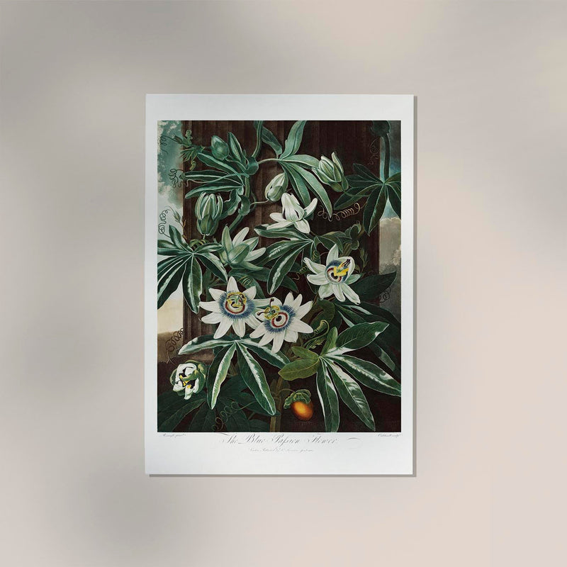 The Passiflora Cerulea Fine Art Print – Premium Botanical Art Print — Ansicht 2