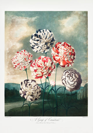 A Group of Carnations from The Temple of Flora – Fine Art Print | UV-beständig | Klassische Botanik