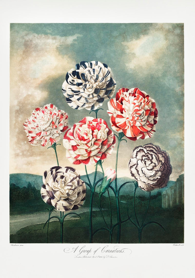 A Group of Carnations from The Temple of Flora – Fine Art Print UV-resistant — Ansicht 3